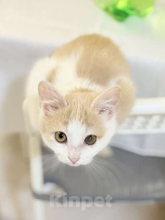 Кошки в Казани: Отдам в добрые руки котеночка  Девочка, Бесплатно - фото 2