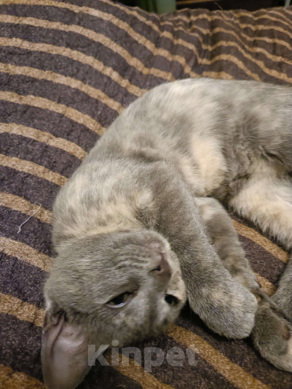 Кошки в Санкт-Петербурге: Мася Девочка, Бесплатно - фото 2