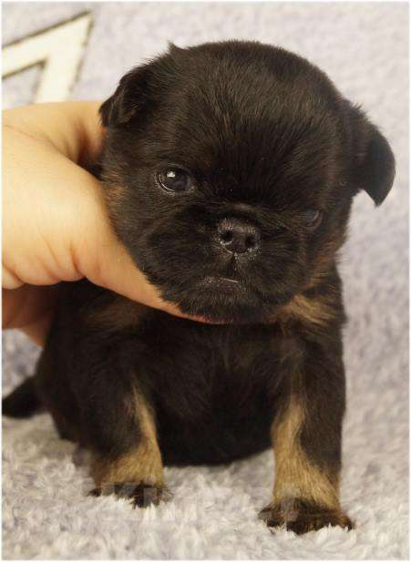 Собаки в Москве: БЬЮТИ Мальчик, 90 000 руб. - фото 4