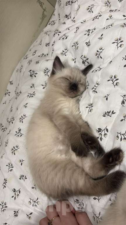Кошки в Москве: Невский маскарадный котенок Мальчик, 22 000 руб. - фото 1