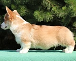 Собаки в Чапаевске: Мальчик вельш корги пемброк Мальчик, 45 000 руб. - фото 5