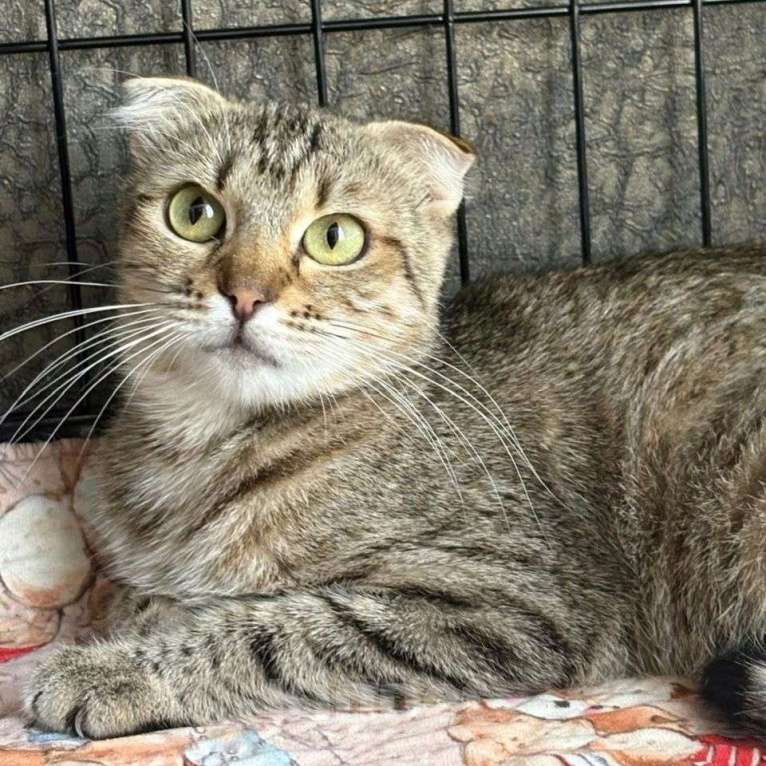 Кошки в Москве: Вислоухой кошечке грозит улица! Срочный поиск дома! Девочка, Бесплатно - фото 3