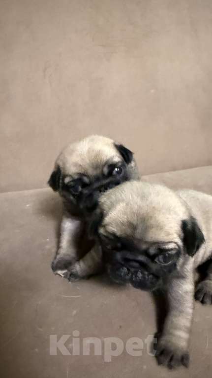 Собаки в Таганроге: Мопс Разнополые, Бесплатно - фото 2