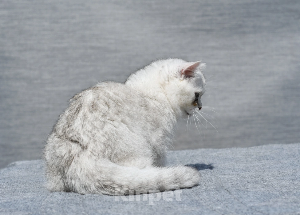 Кошки в Москве: Кошечка британская короткошерстная  окрас ns11 Девочка, Бесплатно - фото 4