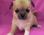 Собаки в Москве: Девочка чихуахуа готова к переезду в мае Девочка, 45 000 руб. - фото 4
