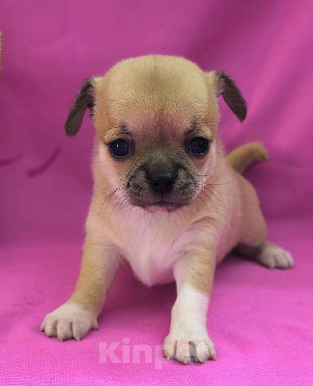 Собаки в Москве: Девочка чихуахуа готова к переезду в мае Девочка, 45 000 руб. - фото 4