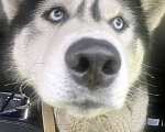 Собаки в Москве: Красавец Алмаз, молодой пес породы хаски в добрые руки Мальчик, 10 руб. - фото 5