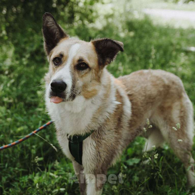 Собаки в Москве: Рори Мальчик, Бесплатно - фото 4