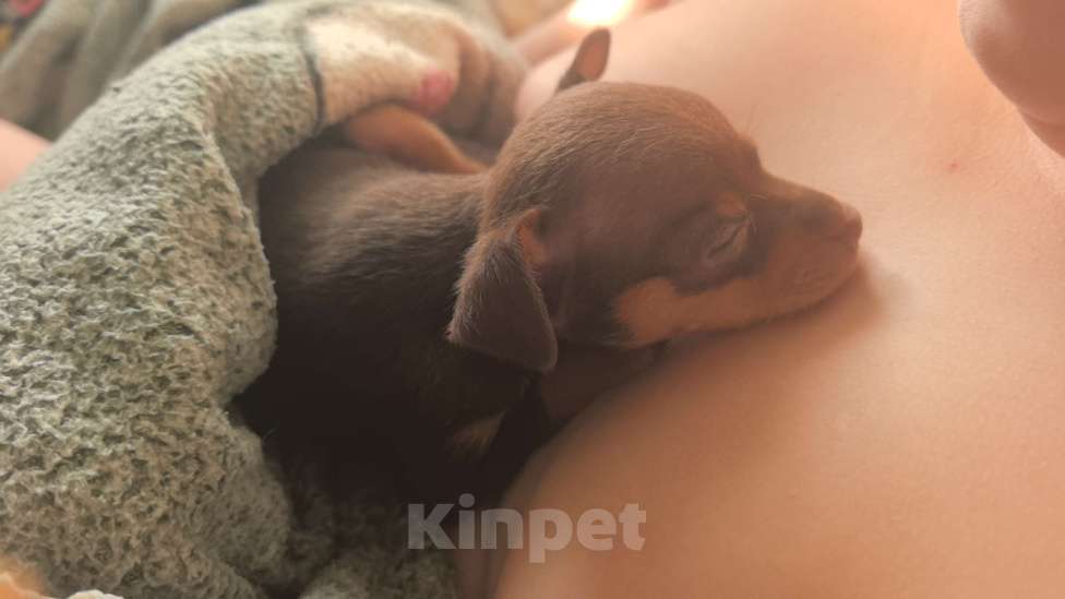 Собаки в других городах Самарской области: Ищем семью Мальчик, 10 000 руб. - фото 3