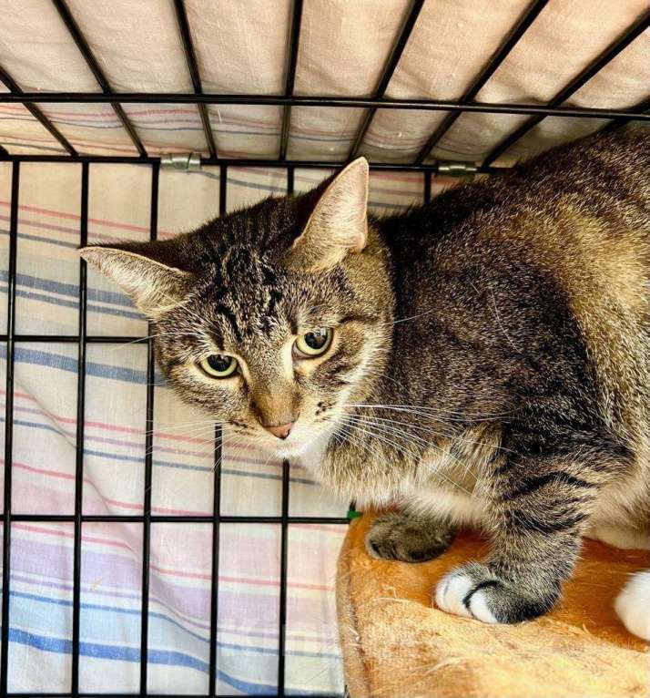 Кошки в Москве: Обаятельная полосатая кошка Риччи в добрые руки Девочка, Бесплатно - фото 3