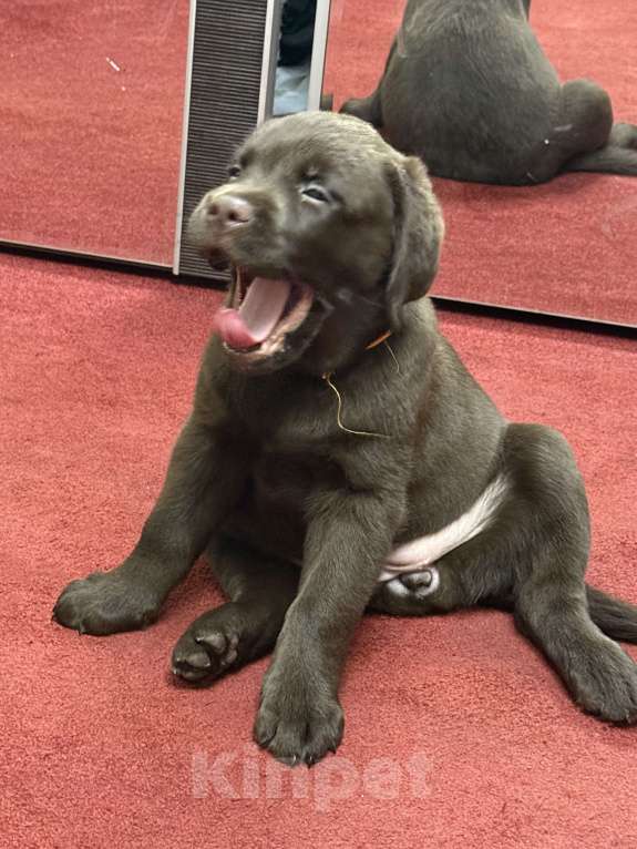 Собаки в Люберцах: ЭЛИТНЫЙ ЩЕНОК ЛАБРАДОРА- РЕТРИВЕРА, ШОКОЛАДНОГО ОКРАСА Девочка, 100 000 руб. - фото 5