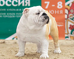Собаки в Санкт-Петербурге: Щенок английского бульдога Мальчик, 120 000 руб. - фото 8