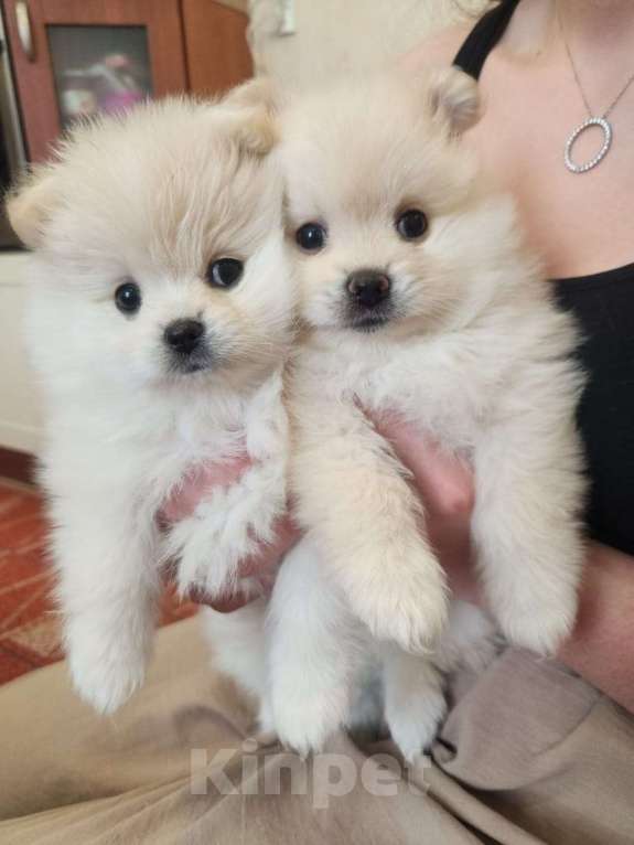 Собаки в Санкт-Петербурге: Щенок померанского щенка Девочка, 27 000 руб. - фото 2