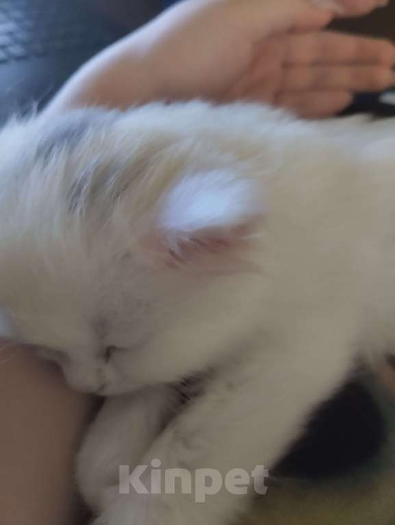 Кошки в Ростове-на-Дону: белый котёнок девочка Девочка, 1 900 руб. - фото 4