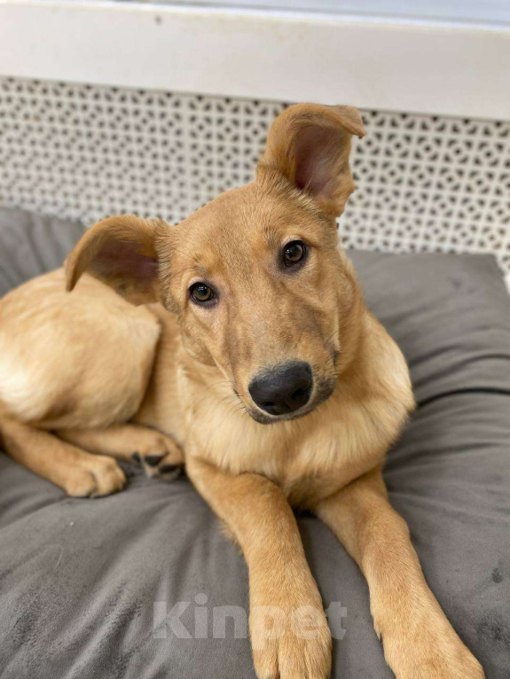 Собаки в Москве: Щенки бесплатно в Москве Девочка, Бесплатно - фото 2