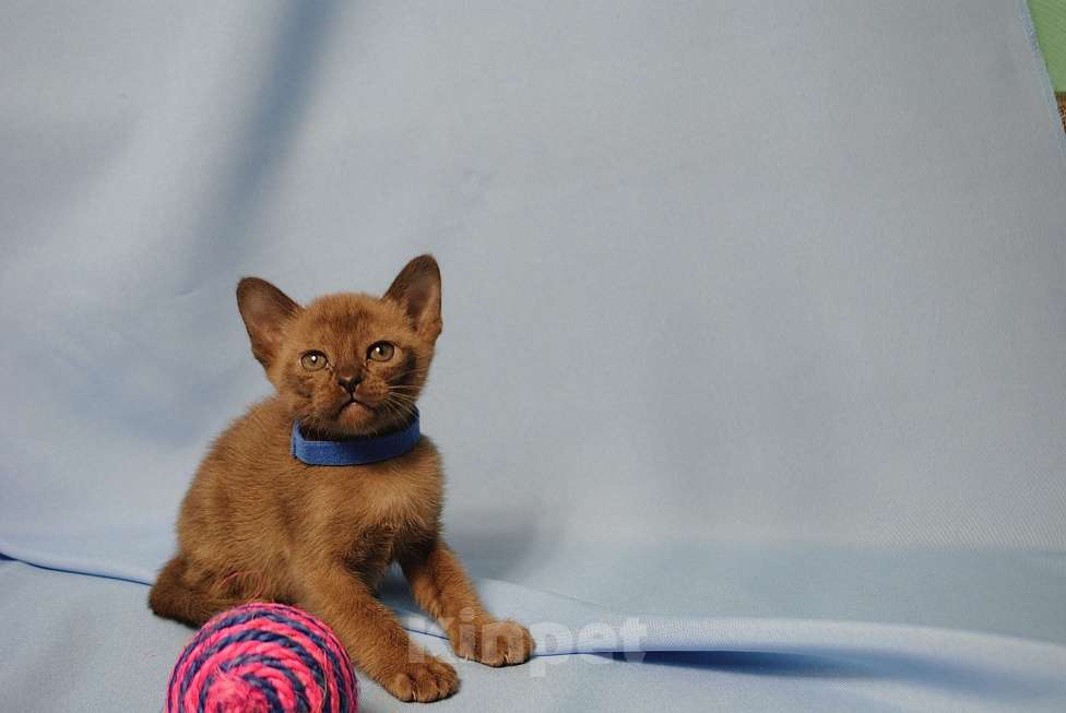 Кошки в Москве: Бурманские котята Девочка, 60 000 руб. - фото 3