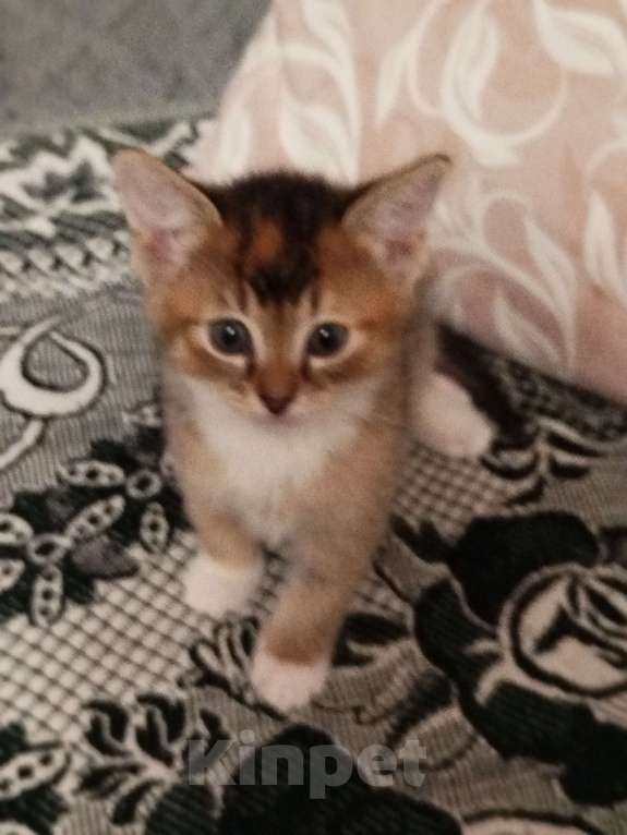 Кошки в Обнинске: Кошечка Девочка, Бесплатно - фото 1