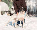 Собаки в Москве: Красивый пёс необычного окраса ищет дом Мальчик, 1 руб. - фото 4