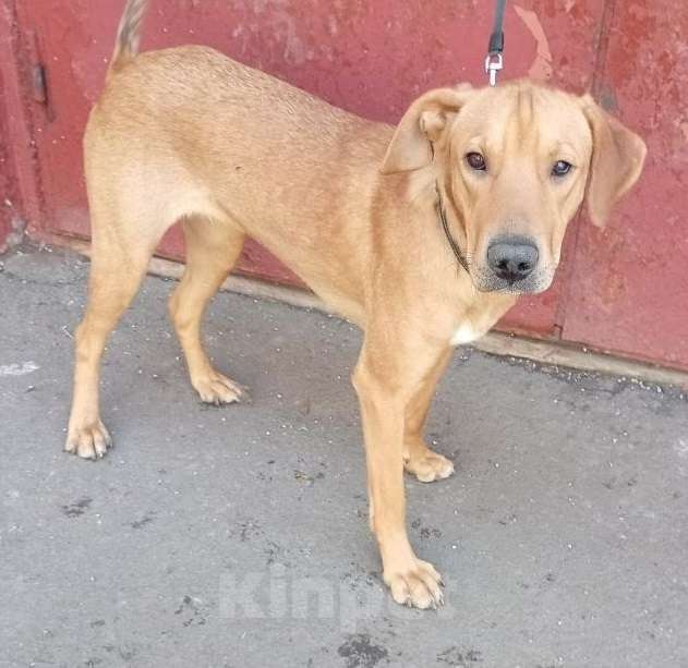 Собаки в Москве: Рыжая Полли в дар Девочка, Бесплатно - фото 4