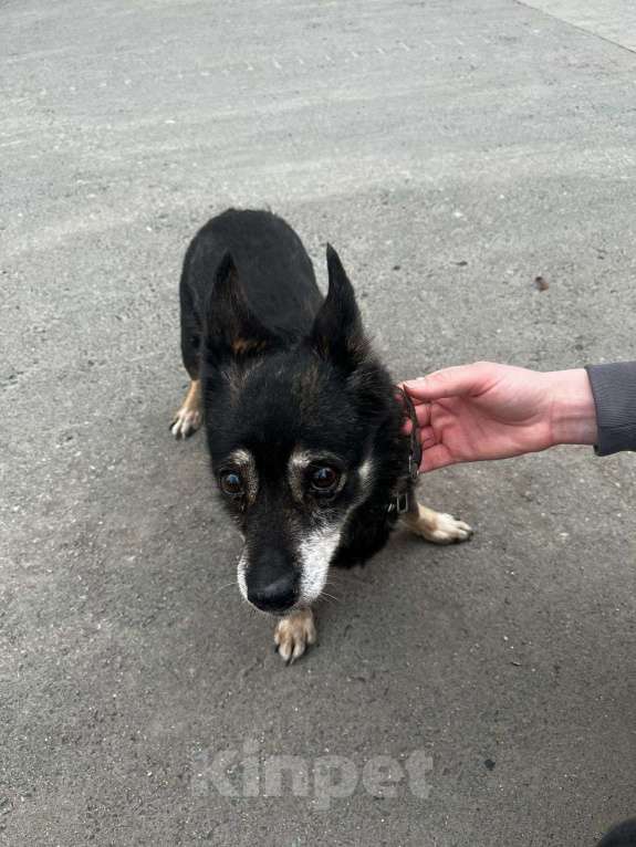 Собаки в Екатеринбурге: Найдена собака в ошейнике, хозяин, отзовись! Мальчик, Бесплатно - фото 2