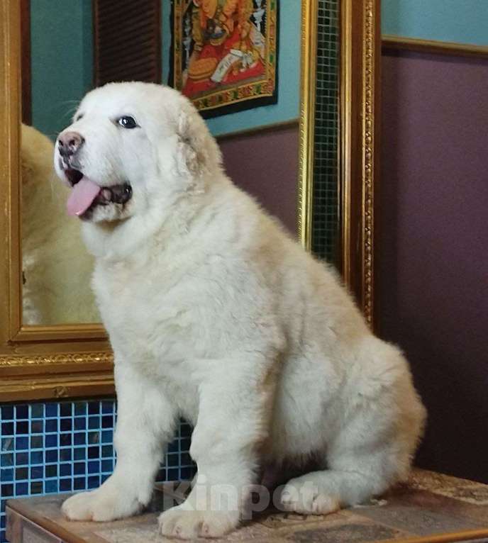 Собаки в других городах Ленинградской области: Щенок САО(Алабай) Мальчик, 200 000 руб. - фото 4