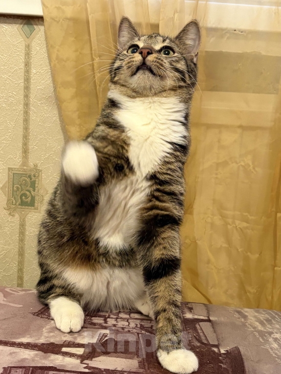 Кошки в Санкт-Петербурге: Котик полосатик подросток , стерилизован Мальчик, Бесплатно - фото 2