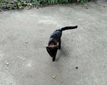 Кошки в Кудымкаре: Котята, Бесплатно - фото 4