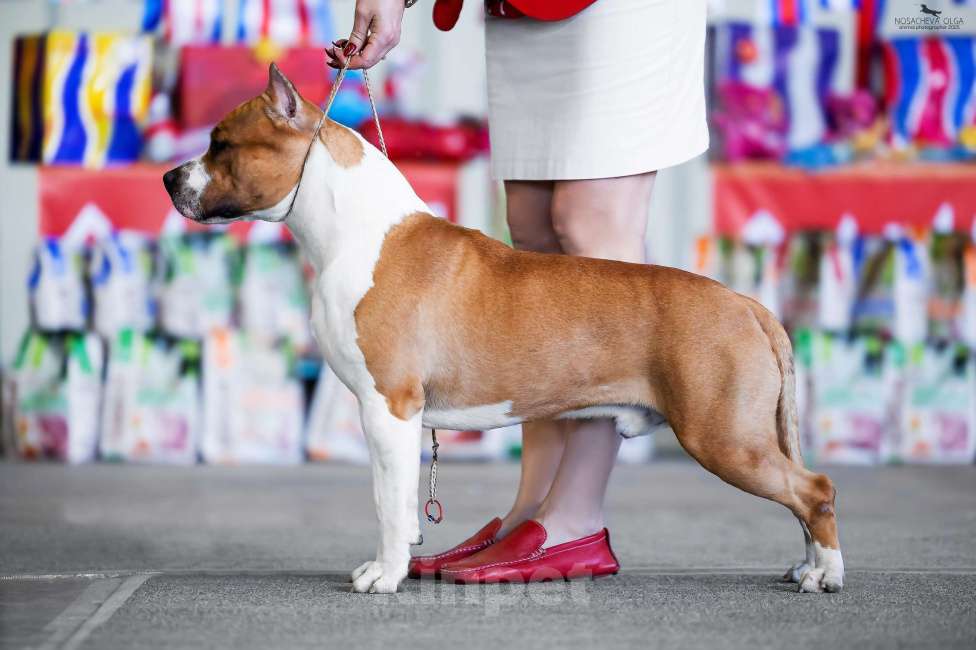 Собаки в Оренбурге: Щенки Амстаффа РКФ Девочка, 80 000 руб. - фото 7