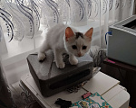 Кошки в Пятигорске: Отдам в добрые ручки Девочка, 1 руб. - фото 3