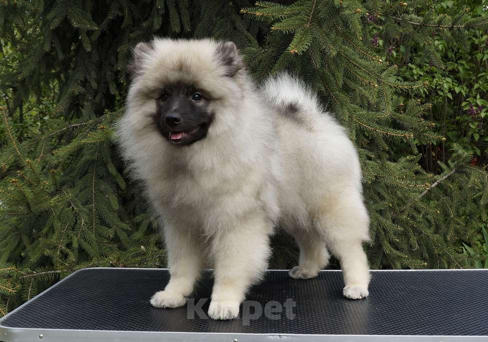 Собаки в Туле: Шикарный кеесхонд Мальчик, Бесплатно - фото 2