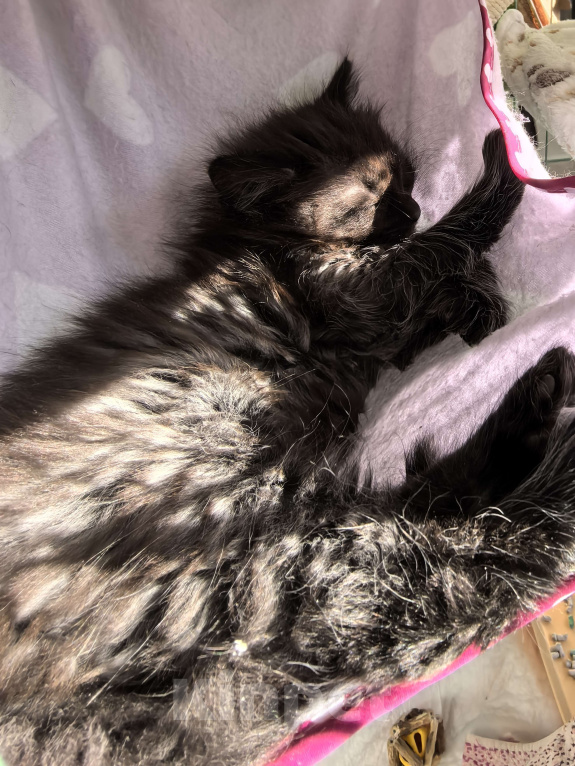 Кошки в Санкт-Петербурге: Котёнок Анубис ищет дом Мальчик, Бесплатно - фото 2