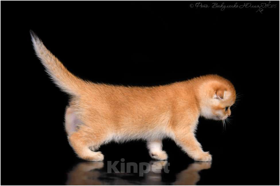 Кошки в Геленджике: Шотландская вислоухая кошка золотая шиншилла Девочка, 75 000 руб. - фото 6