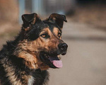 Собаки в Москве: Красивый пёс, с очень развитыми качествами охранника  Мальчик, Бесплатно - фото 1