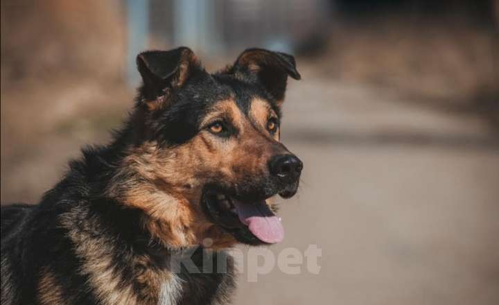 Собаки в Москве: Красивый пёс, с очень развитыми качествами охранника  Мальчик, Бесплатно - фото 1