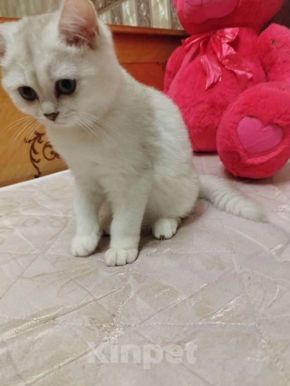 Кошки в Санкт-Петербурге: Трамп Мальчик, 15 000 руб. - фото 1