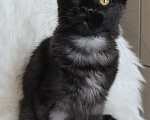 Кошки в Санкт-Петербурге: Chilly Diesel Power черный мейн-кун Девочка, 110 000 руб. - фото 7