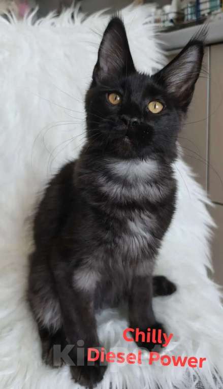 Кошки в Санкт-Петербурге: Chilly Diesel Power черный мейн-кун Девочка, 110 000 руб. - фото 7