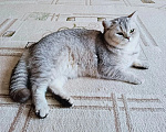 Кошки в Смоленске: Продажа котят Разнополые, 20 000 руб. - фото 8