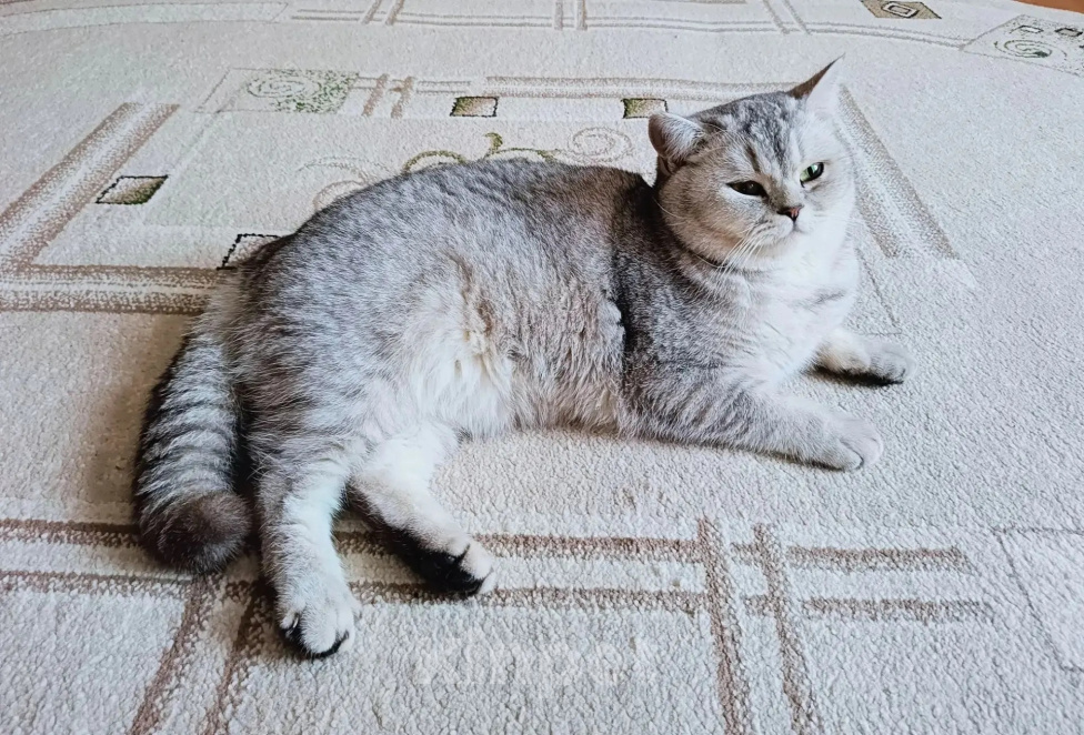 Кошки в Смоленске: Продажа котят Разнополые, 20 000 руб. - фото 8