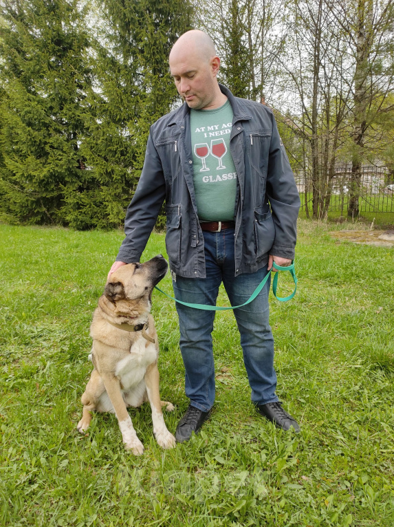 Собаки в Москве: Найда Девочка, Бесплатно - фото 4