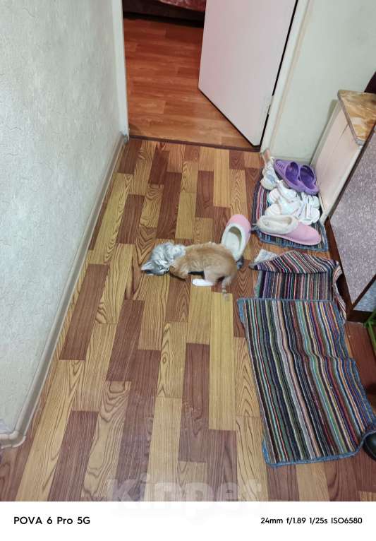 Кошки в других городах Московской области: Отдам в добрые руки двух котят, Бесплатно. Помогите не умереть от аллергии!!! Мальчик, Бесплатно - фото 2