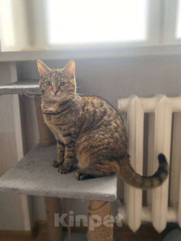 Кошки в Москве: Котенок Туся ищет дом Девочка, Бесплатно - фото 3