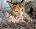 Кошки в Саратове: Котёнок Девочка, Бесплатно - фото 3