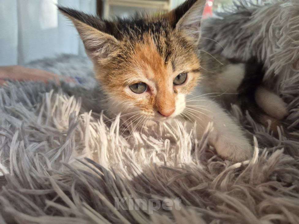 Кошки в Саратове: Котёнок Девочка, Бесплатно - фото 3