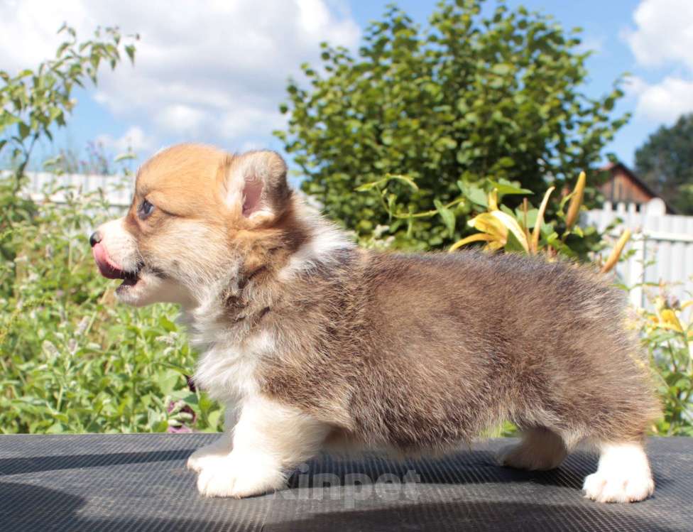 Собаки в Москве: вельш корги пемброк щенки от Чемпиона из Италии Мальчик, 90 000 руб. - фото 2