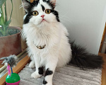 Кошки в Валдае: Котёнок шотландский, длинношестный Девочка, 30 000 руб. - фото 3