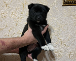 Собаки в Омске: Щенки западно сибирской лайки  Мальчик, 2 000 руб. - фото 9