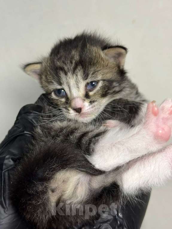 Кошки в Санкт-Петербурге: Предварительное бронирование малышей Мальчик, Бесплатно - фото 3