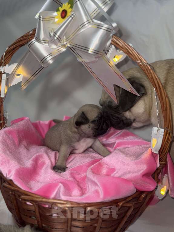 Собаки в Оренбурге: Девочка Девочка, 25 000 руб. - фото 3