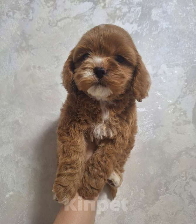 Собаки в Краснодаре: Кокапу щенок девочка Девочка, 50 000 руб. - фото 8